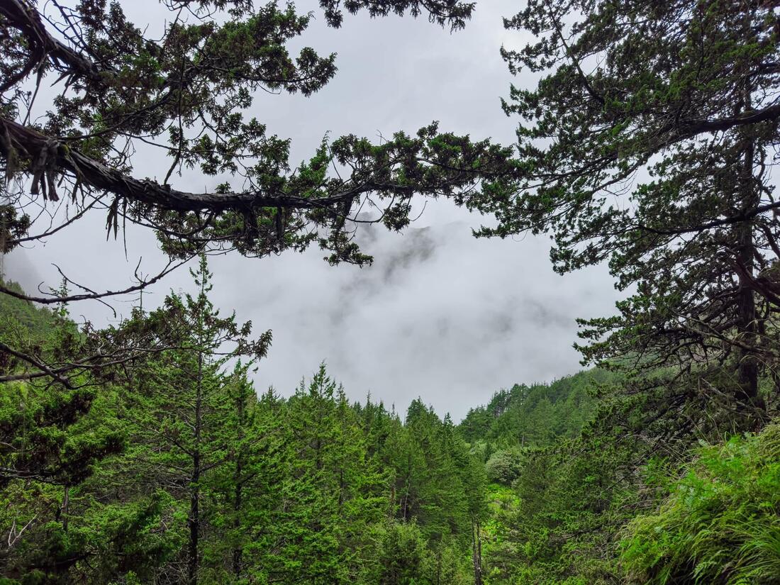 Pines opening onto the valley