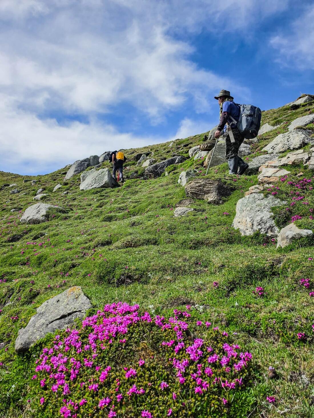 Climbing through the rhododendrons