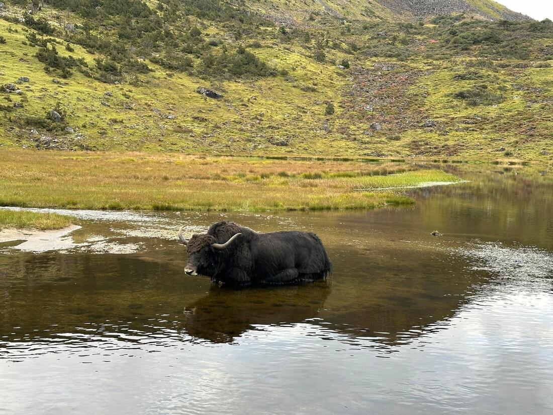 A yak cooling off in the shallows
